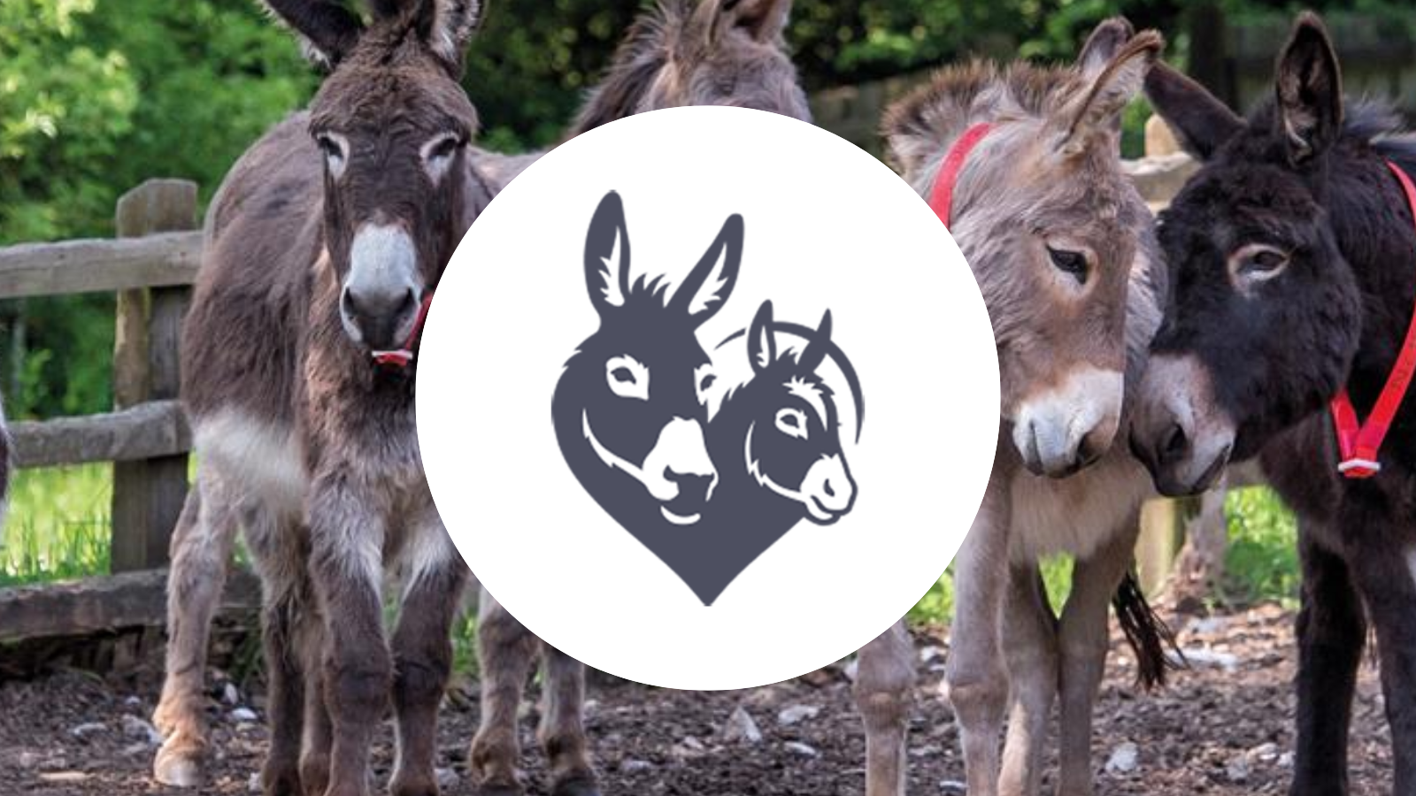Neglected, badly treated donkeys across the UK, Europe and across the world need your help